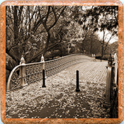Central Park #1