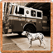 FDNY Fire Dog